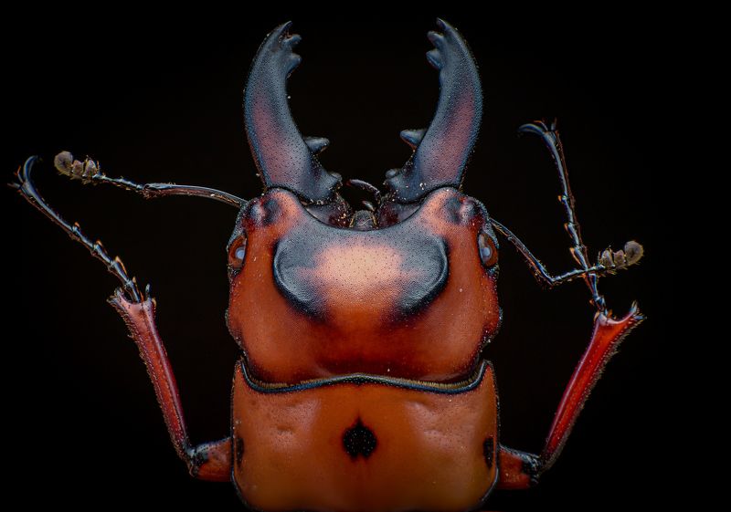 macro, nature, beetle, insect Beetlephoto preview