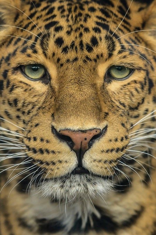 Panthère de Chine ,Close upphoto preview