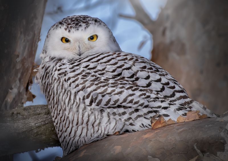 Полярная Сова Bubo scandiacusphoto preview