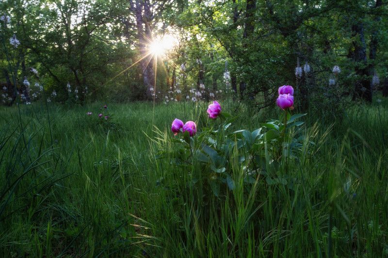 На лесной полянкеphoto preview