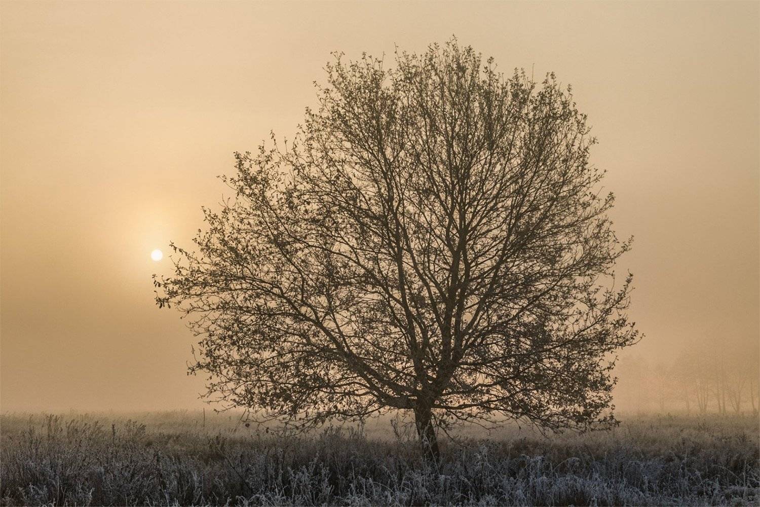 Лаконичный восход. Автор: Владимир Костылев , Владимир Костылев
