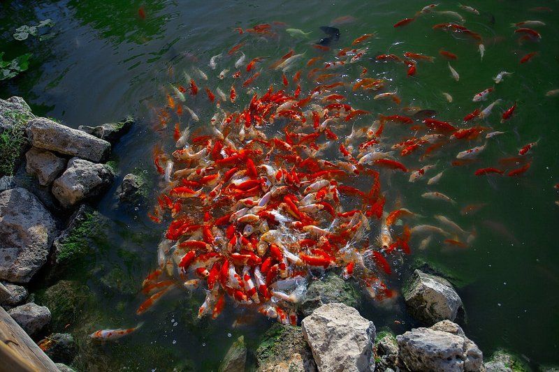 рыбки, озеро Голод не тетка...photo preview