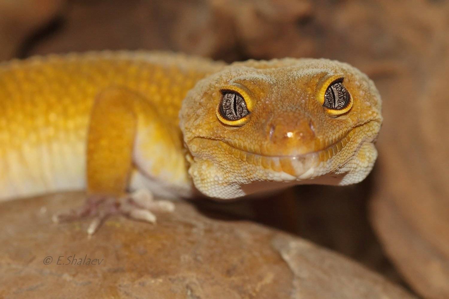 Eublepharis macularius, Геккон, Пятнистый эублефар, Рептилии, Ящерица, Евгений