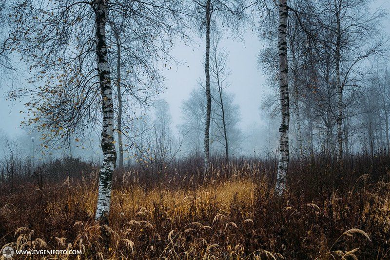 туман,пейзаж,природа,осень Утренний туман Ноябряphoto preview