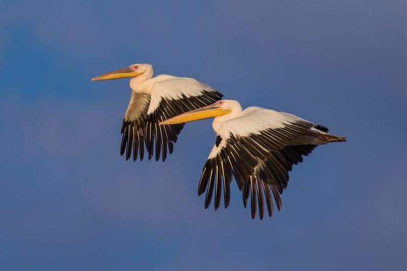 небо, пара, пеликаны, полёт, природа, птицы Пара в небе ...photo preview