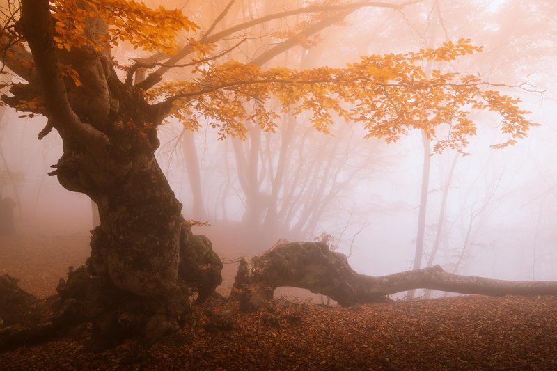 Прощальная осенняя...photo preview