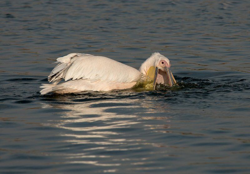 Пеликаны. Израиль Сезон пеликановphoto preview