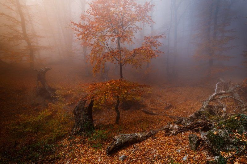 Лесных туманов чарованьеphoto preview