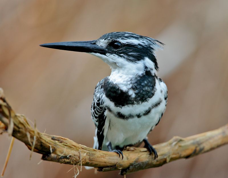 Портретphoto preview