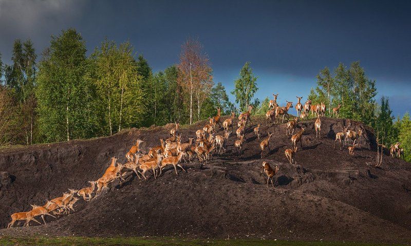 Там где живут олениphoto preview