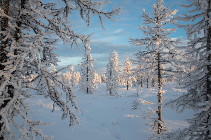 Закат, Зима, Ноябрь, Снег, Тундра, Уренгой Ноябрьский закатphoto preview