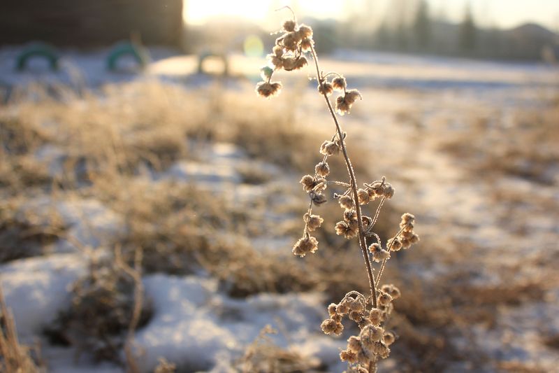 Морозное утроphoto preview