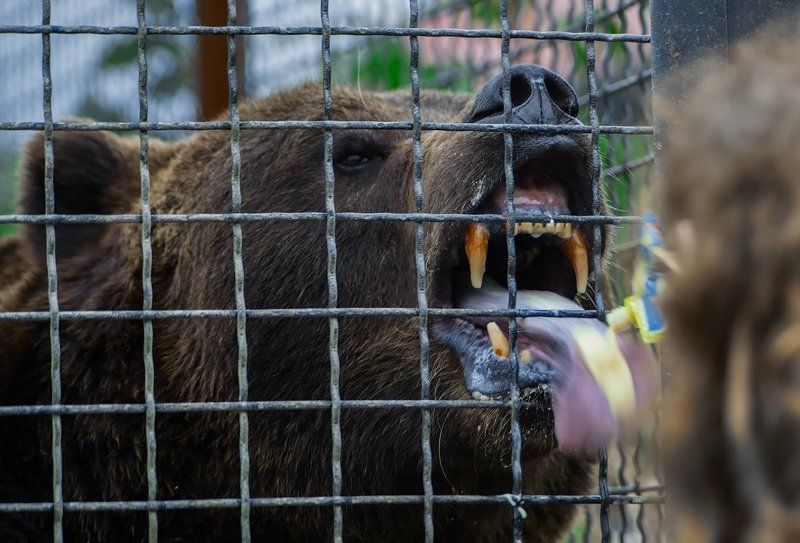зоопарк, медведь, сгущёнка, голод, лакомка Сгущенкаphoto preview