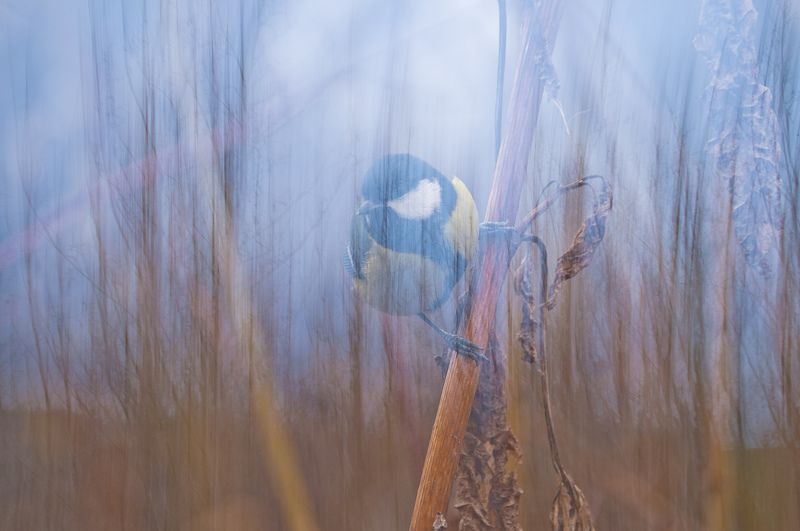 большая синица, мультиэкспозиция, сумерки, эксперимент Укрывшись в ветвяхphoto preview