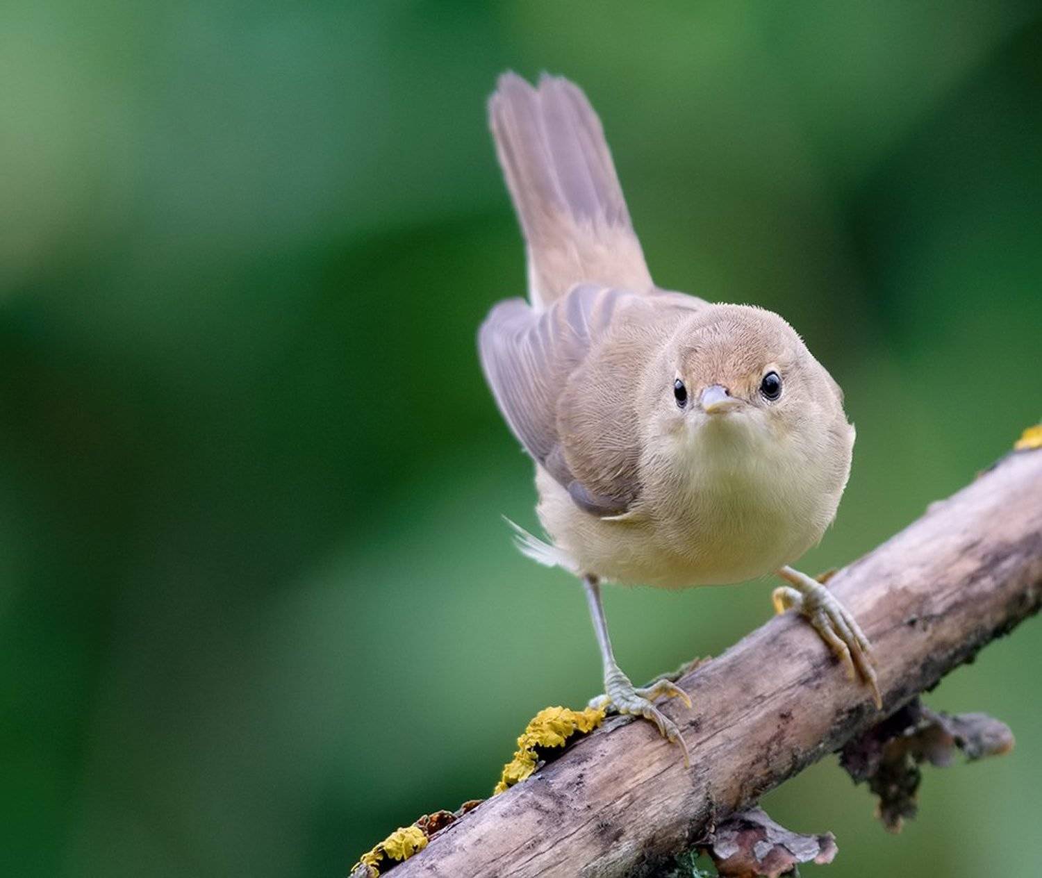 ***. Автор: Alexey Gnilenkov , Alexey Gnilenkov
