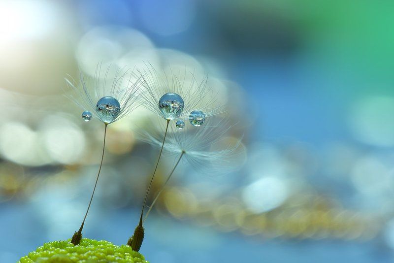 ~~o~o~O~~~photo preview