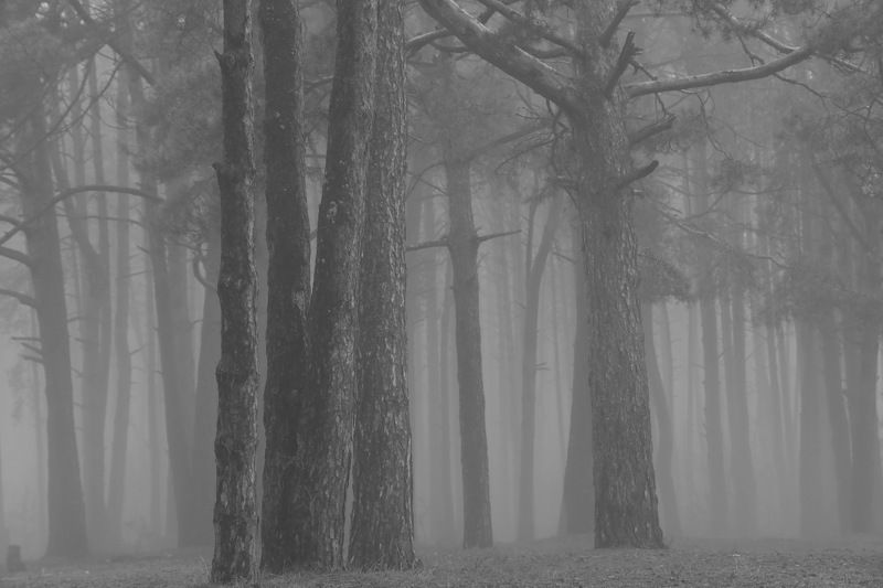 Исполины photo preview