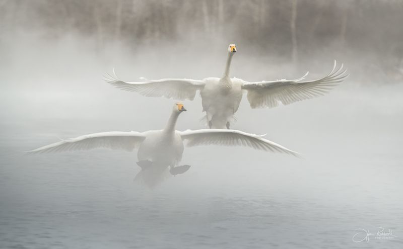 лебедь, алтай, алтайский край, лебедь-кликун, озеро светлое, swan, swans Идем на посадку! фото превью