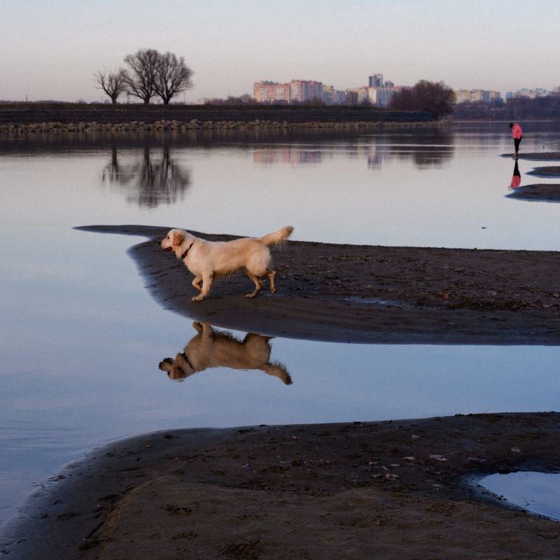 река, берег, прогулка, собака Созерцателиphoto preview