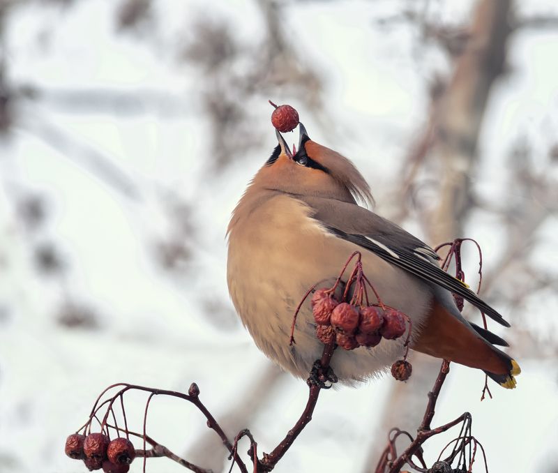 птица, свиристель, Свиристель.photo preview