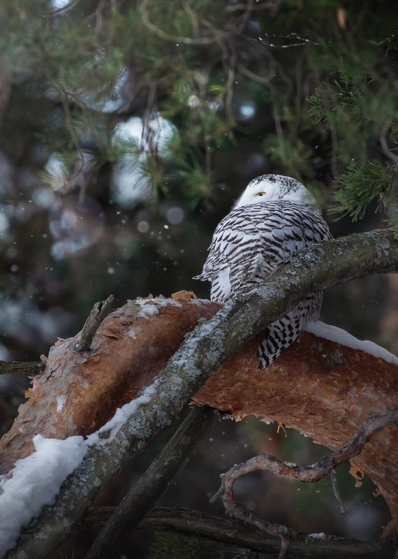 Полярная Сова Bubo scandiacusphoto preview