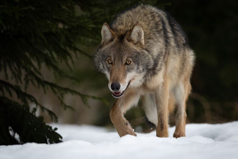волк, лес, хищник, зима, взгляд Ну и кто там на моем пути?photo preview