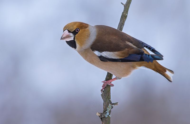 дубонос,самец,взгляд Пристальное вниманиеphoto preview