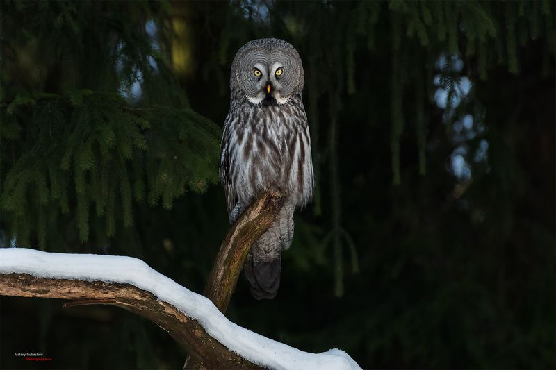 Бородатая неясыть фото превью