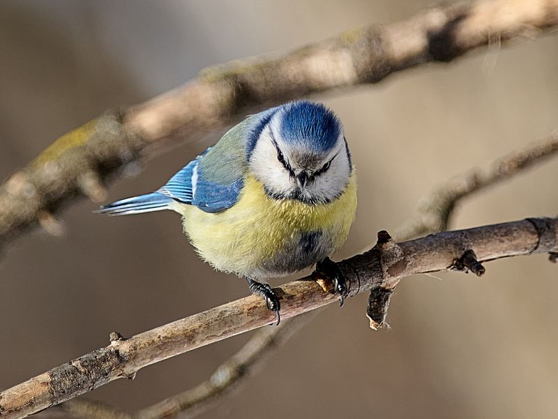 птицы, синица, лазоревка Лазоревкаphoto preview