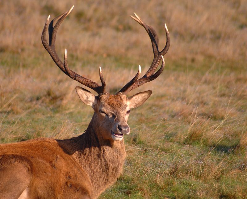 deer, mammals, nature, forest, horns, rut how are you...photo preview