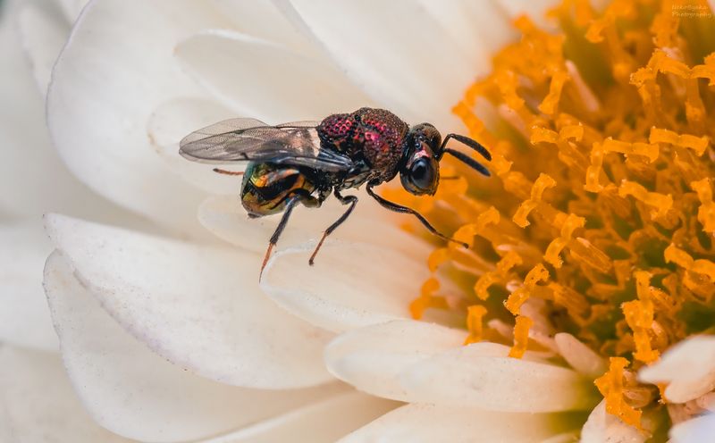 макро, природа, насекомые, цветы, осень, macro, nature, insects, flowers, autumn, Perilampidaephoto preview