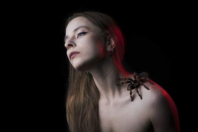 Паукphoto preview