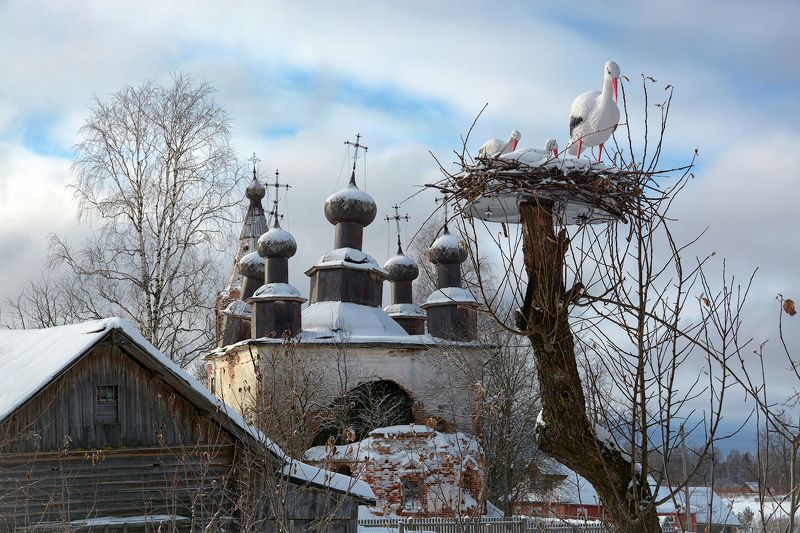 Про аистов или Весна придетphoto preview