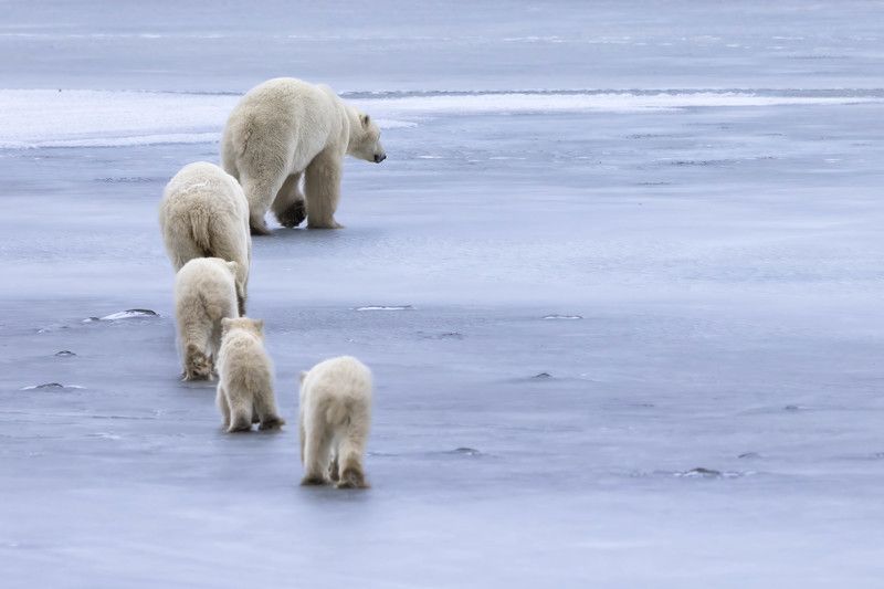#polarbears #polarbear A maternal vigilance photo preview