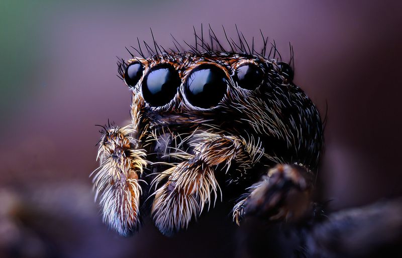 araneae, evarcha arcuata, скакунчик кривоногий или эварха радужная Я некривоногий, я глозастыйphoto preview