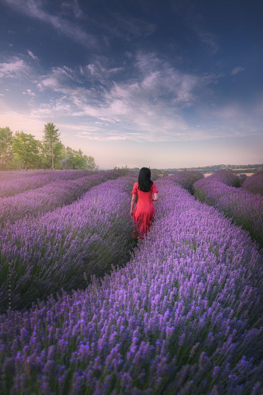 hungary, lavender field, woman, sunset, landscape Day Dreamerphoto preview
