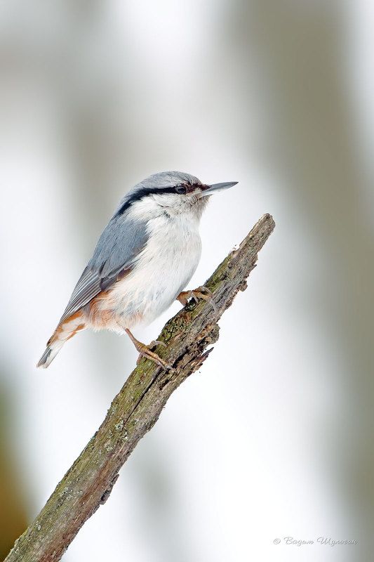 Держать нос по ветруphoto preview
