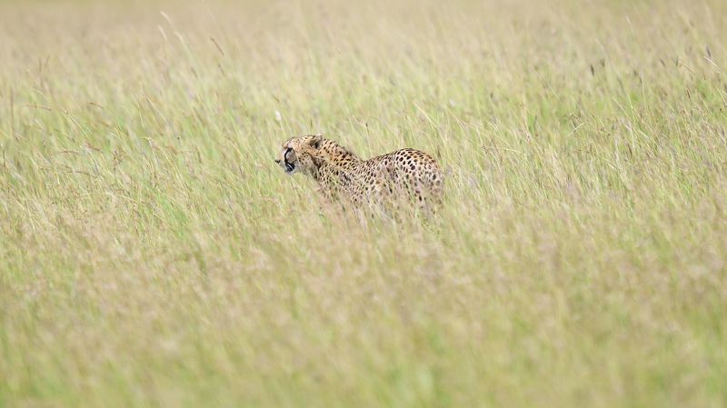 Саваннаphoto preview