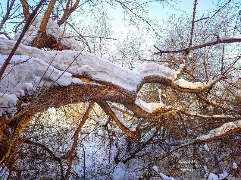 пейзаж, природа, снег,  зима, лес, деревья Прощай, Зима!photo preview