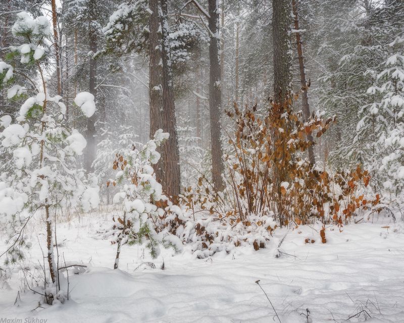 лес, зима, снег, сугробы, сосны Ветер после снегопадаphoto preview
