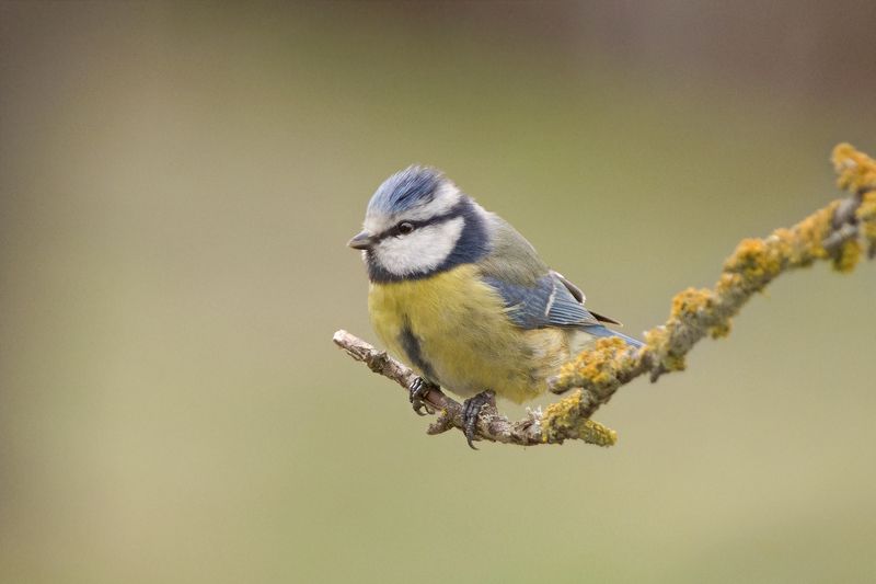 Синийphoto preview