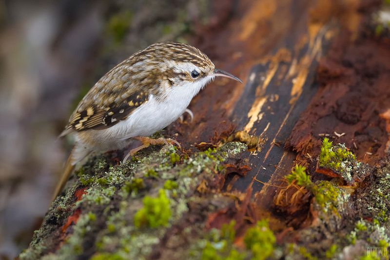 Пищуха фото превью