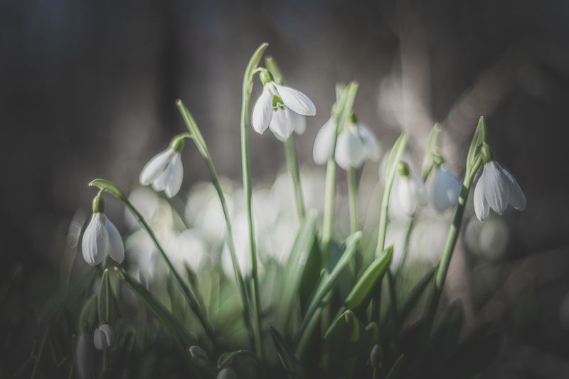 Цветение подснежника в Крымуphoto preview