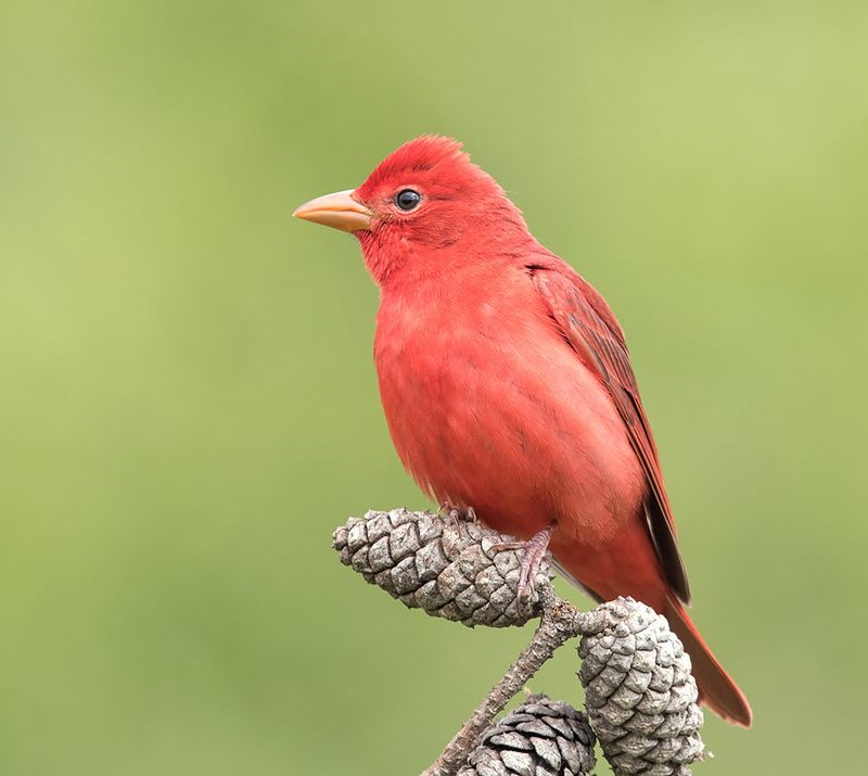 summer tanager, алая пиранга, cardinal, springtime, весна Summer tanager, male -Алая пирангаphoto preview