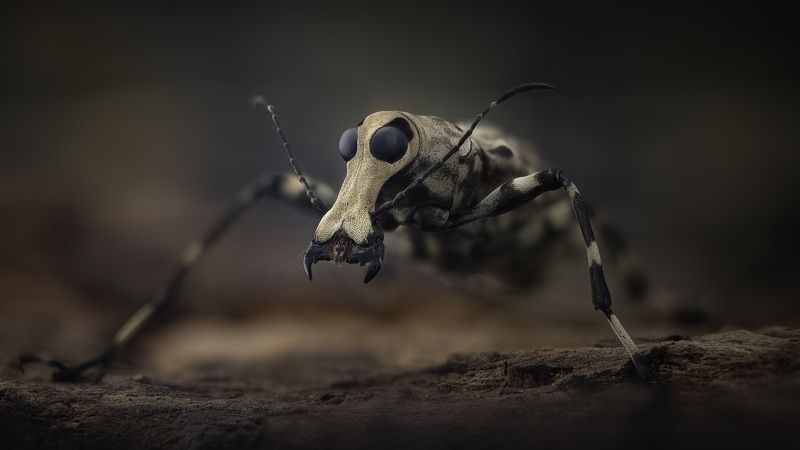 mecocerus gazella, fungus weevil На страже фото превью