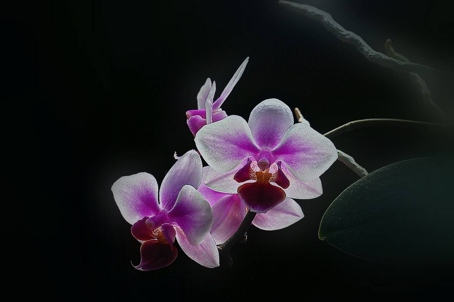 , Николаев Владимир