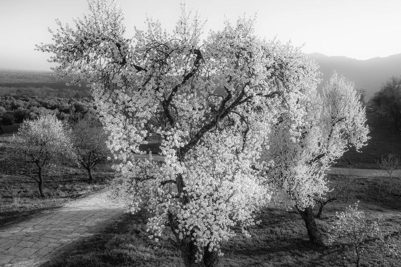 Миндаль цвететphoto preview