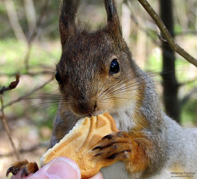 животные, белка, весенняя белка, парк александрино Весенняя голодная белка... фото превью