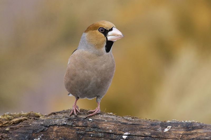 дубонос,самец,лапки Косолапыйphoto preview