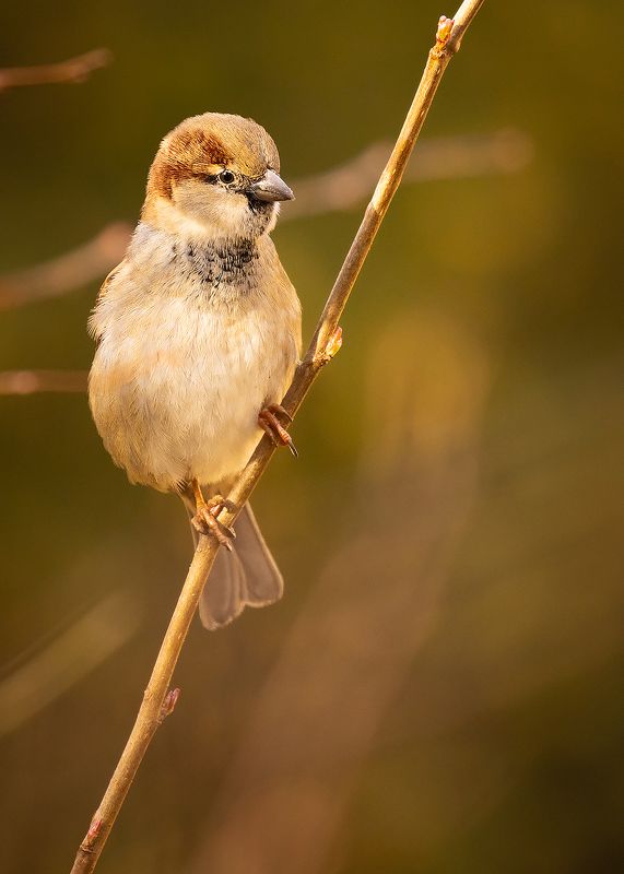 Sparrowphoto preview